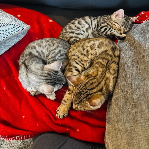 These are some of our bengal babies 