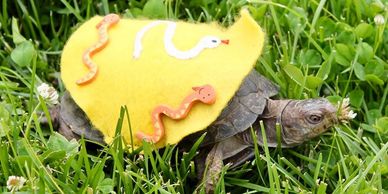 Box turtle races
Reptile Birthday Party
Animal Birthday Party
Birthday Party NJ
Kids Birthday Party