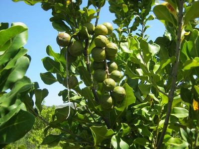 Fruto de macadamia.