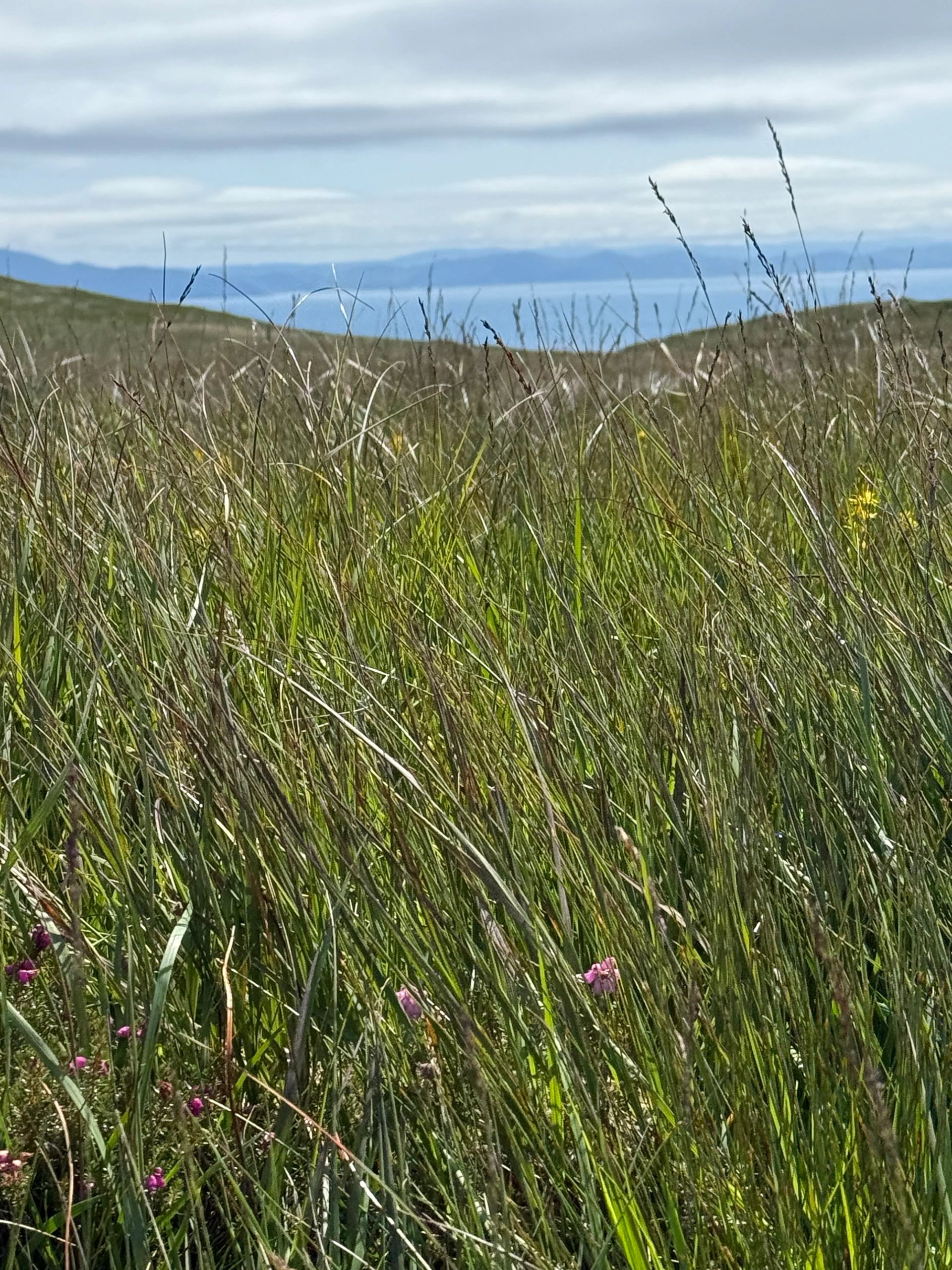 Grass field with hills and a cloudy sky in the background.