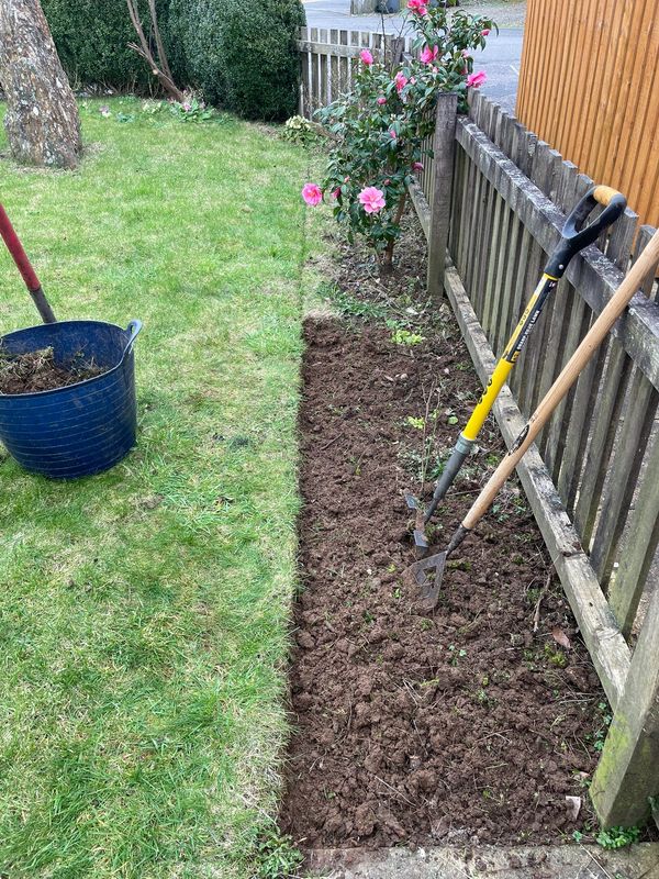 A freshly dug garden bed with gardening tools and a blooming pink flower bush beside a wooden fence.