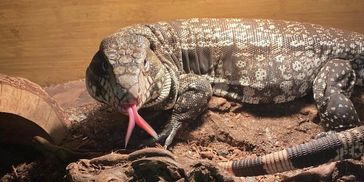 tegu for adoption