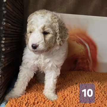 Curly white and tan puppy sitting on an orange rug indoors.