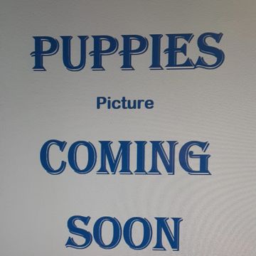 Sign reads 'Puppies Picture Coming Soon' in blue text.