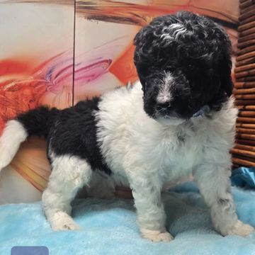 A black and white curly-haired puppy standing on a blue blanket.