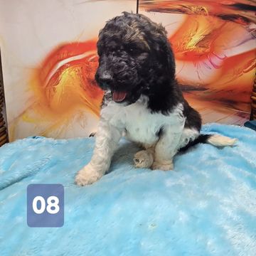 A black and white puppy sitting on a blue blanket with number 08.