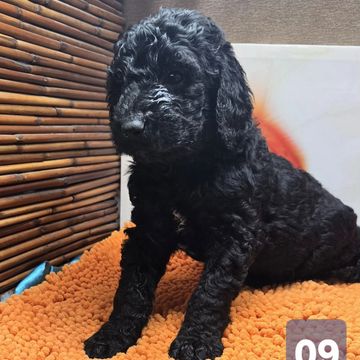 Curly black puppy sitting on an orange mat near bamboo wall.