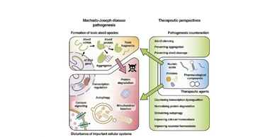 Diagram illustrating Machado-Joseph disease pathogenesis and therapeutic strategies.