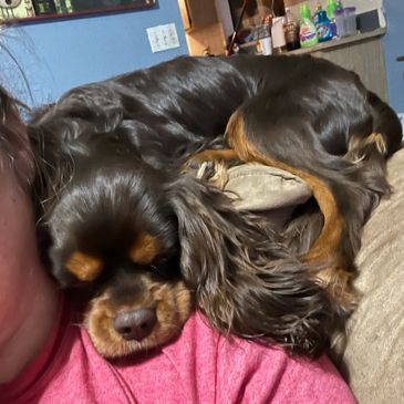 Cavalier King Charles Puppies for Sale - Florida Fur Babies