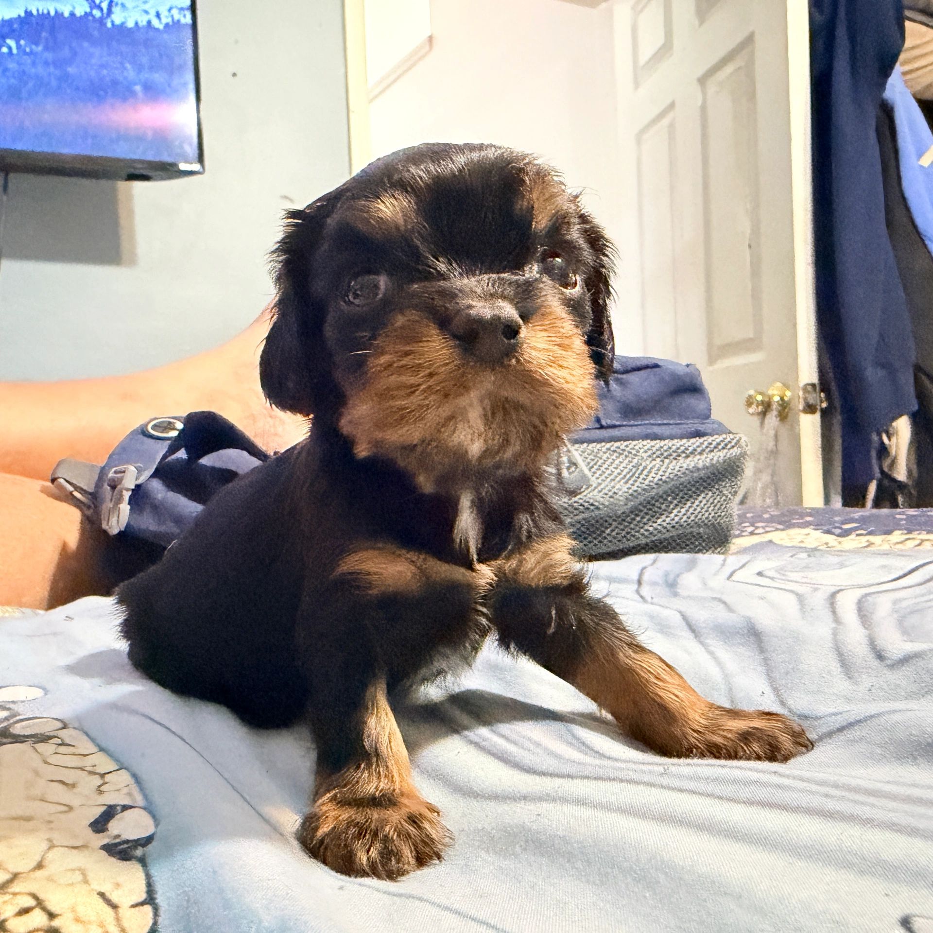 Close-up of an adorable Rottweiler puppy lying on a bed indoors.