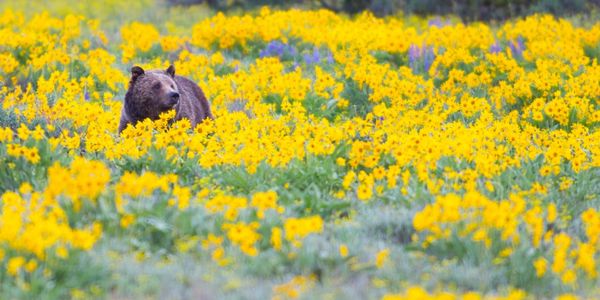 jackson hole photography tour