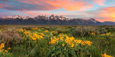 Yellow wildflowers bloom in a field with snowy mountains and a colorful sunset sky.