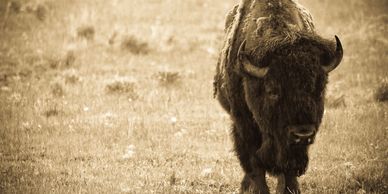 A lone bison stands in a grassy field, captured in sepia tone.