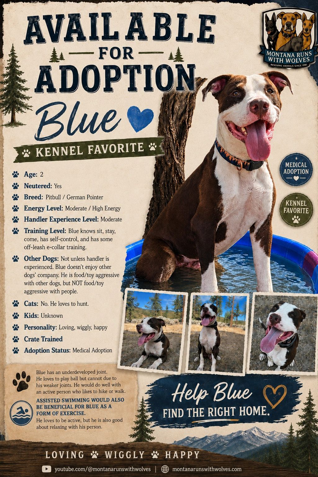 Adopt Blue, a loving and happy Pitbull/German Pointer with moderate energy.
