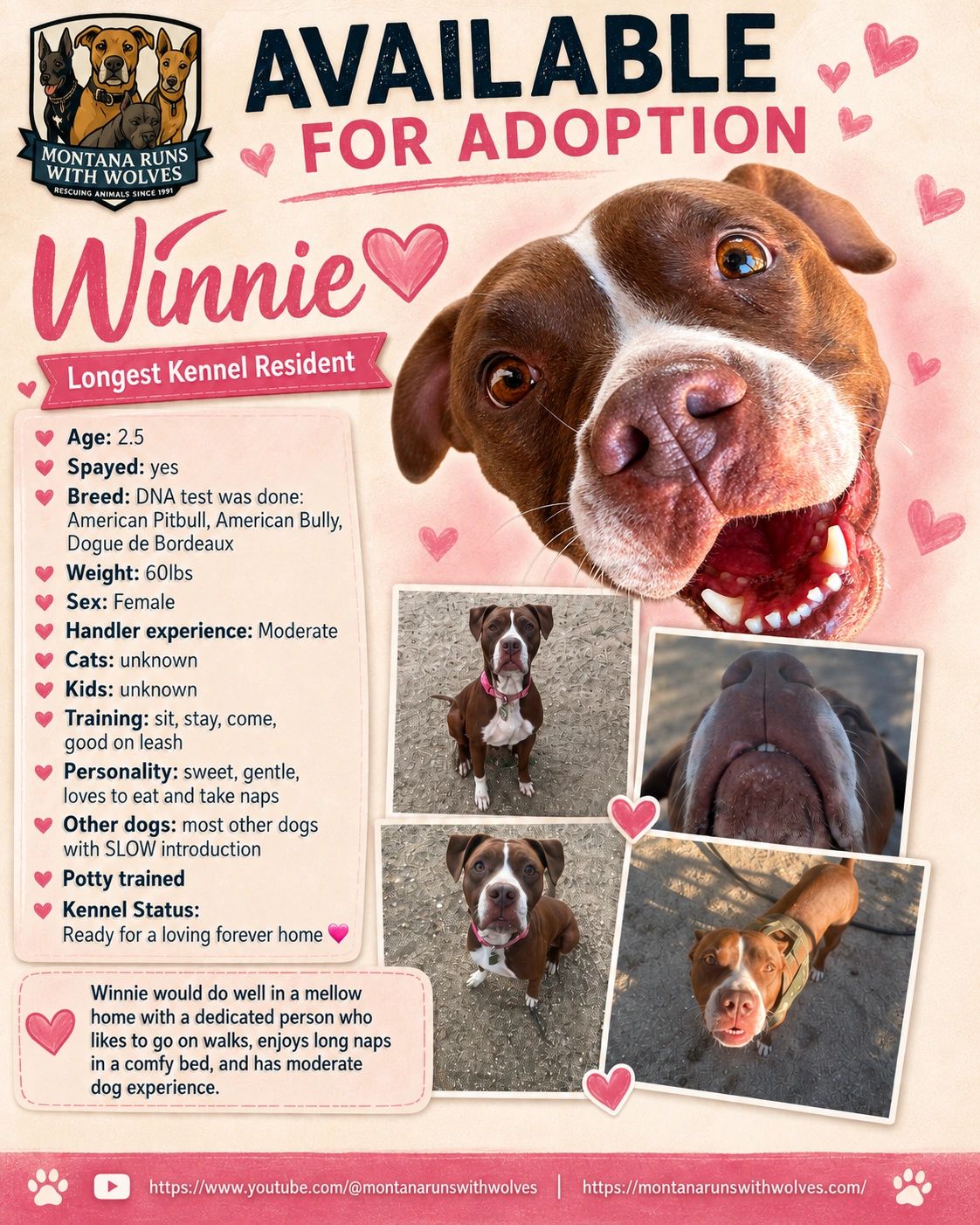 Winnie, a sweet female dog, available for adoption.
