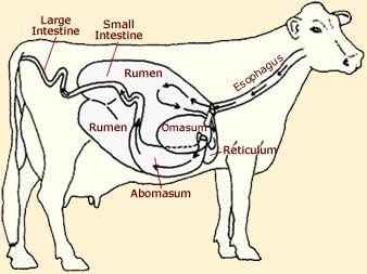 cows have four stomachs