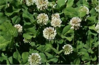 White Clover