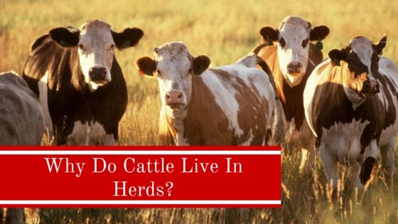 Why do Cattle Live In Herds? Why do Cattle Live In Herds?