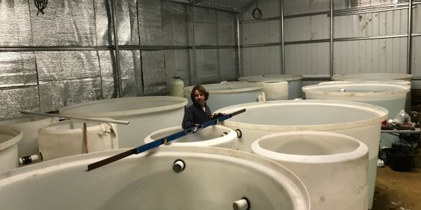 austin aquaponics - commercial aquaponics, aquaponic