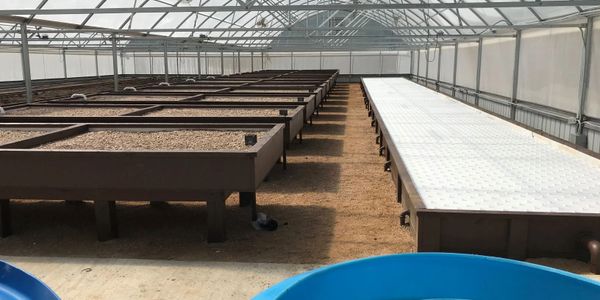 the americana hobby greenhouse 12' x 12' is extra wide and