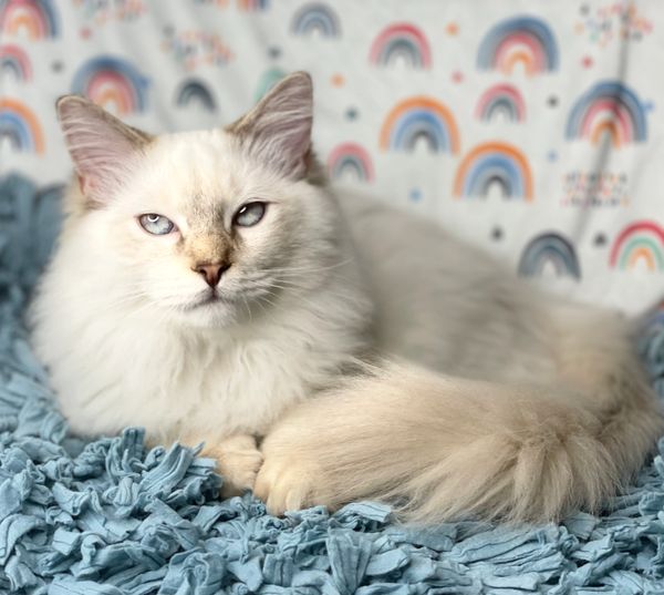 Blue Bicolor & Lilac Point Male Ragdoll Kittens for Sale in Boise, ID