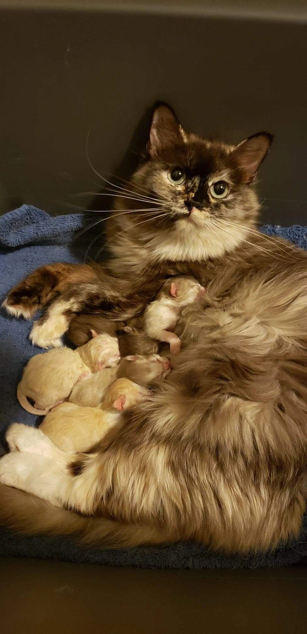 Seal sepia momma cat loves her babies