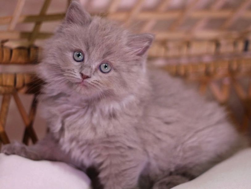 Solid lilac ragdoll