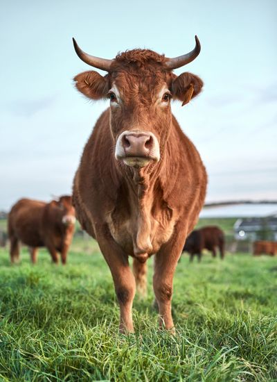 Brown cow standing in a grassy field.