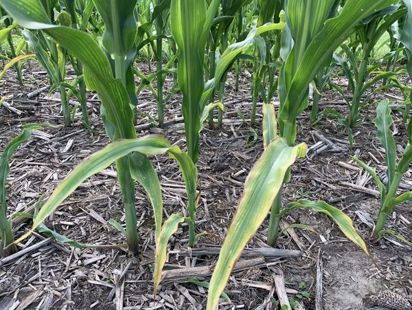 Potassium Toxicity in Corn as tested for by GardenSoilPro.com