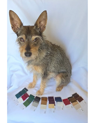 A small scruffy dog sitting on a white cloth with color swatches arranged in front.