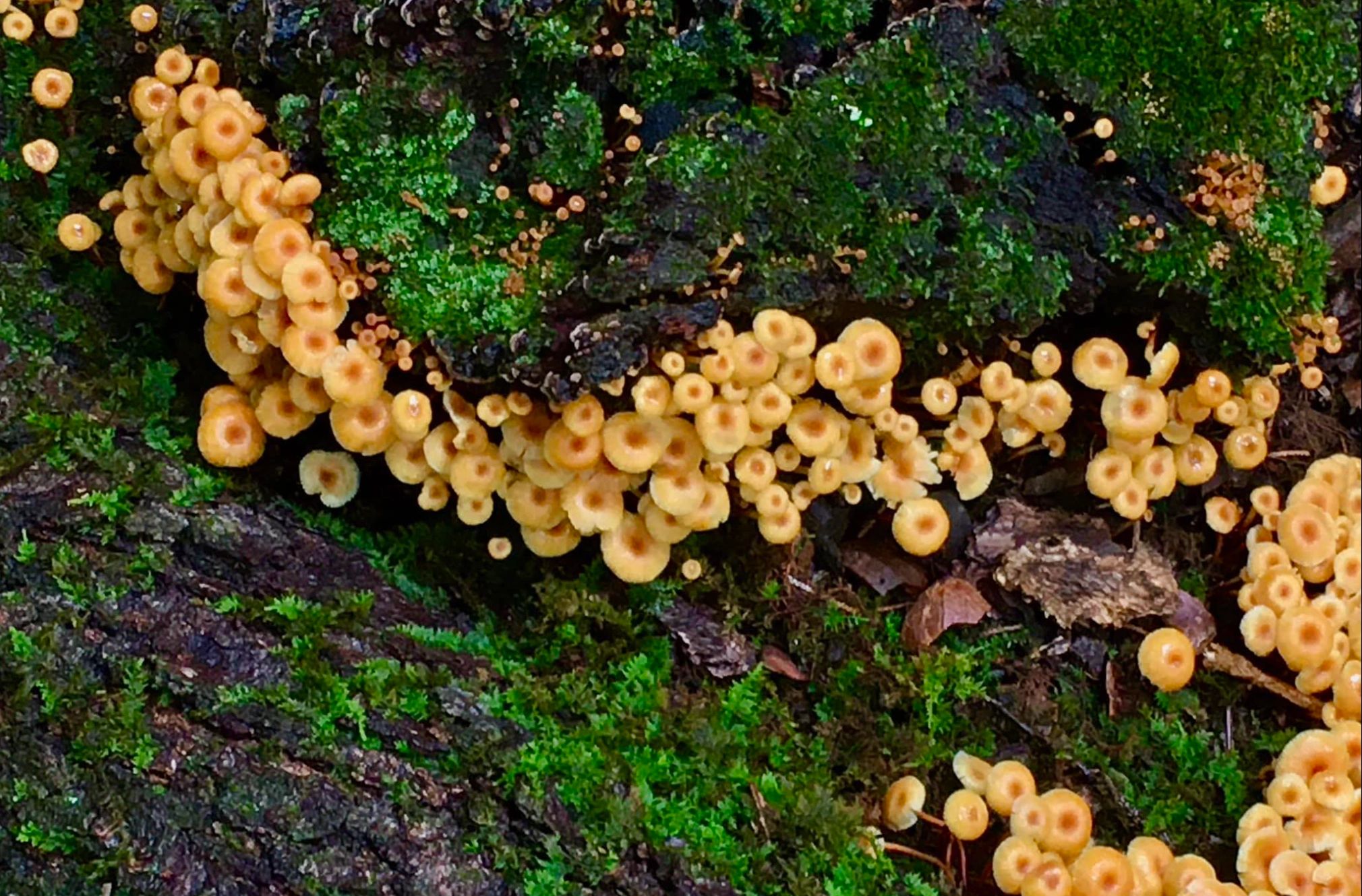 Tiny mushroom stream growing in moss