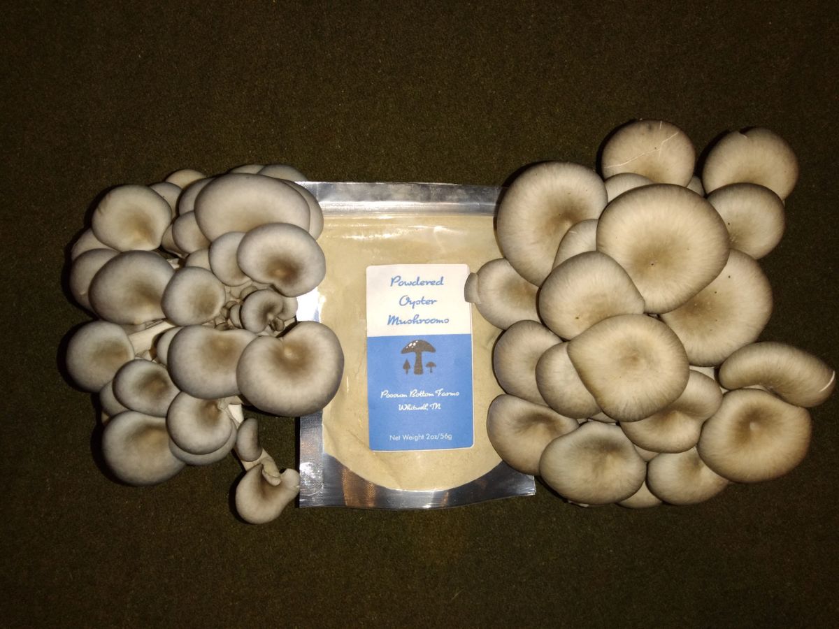 Oyster Mushroom Powder