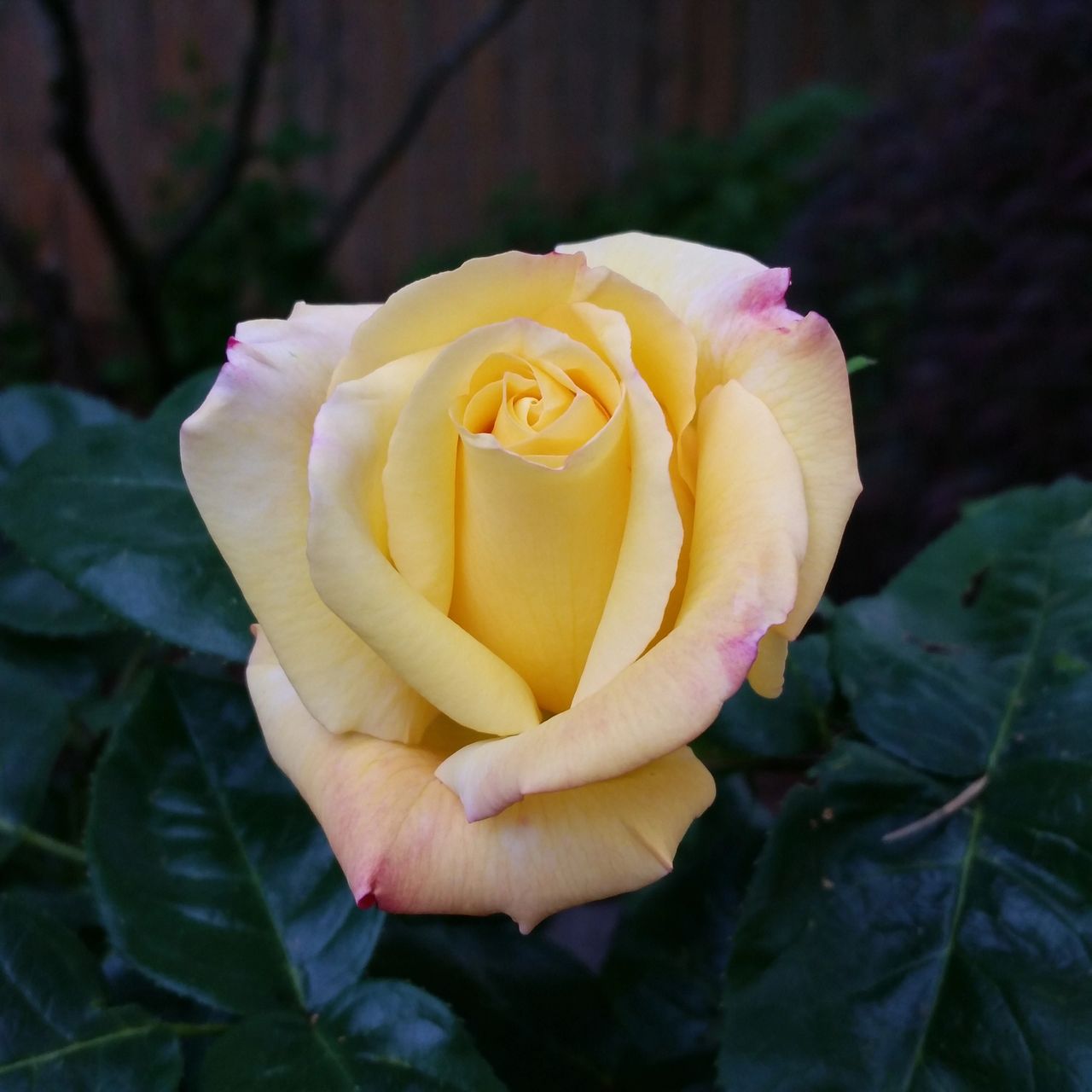 yellow rosebud with dark green leaves in background