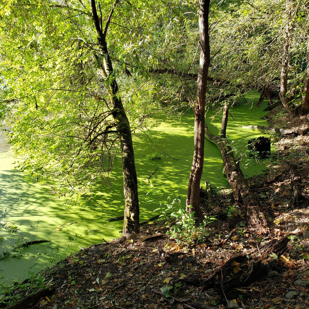 green algae on still water under trees