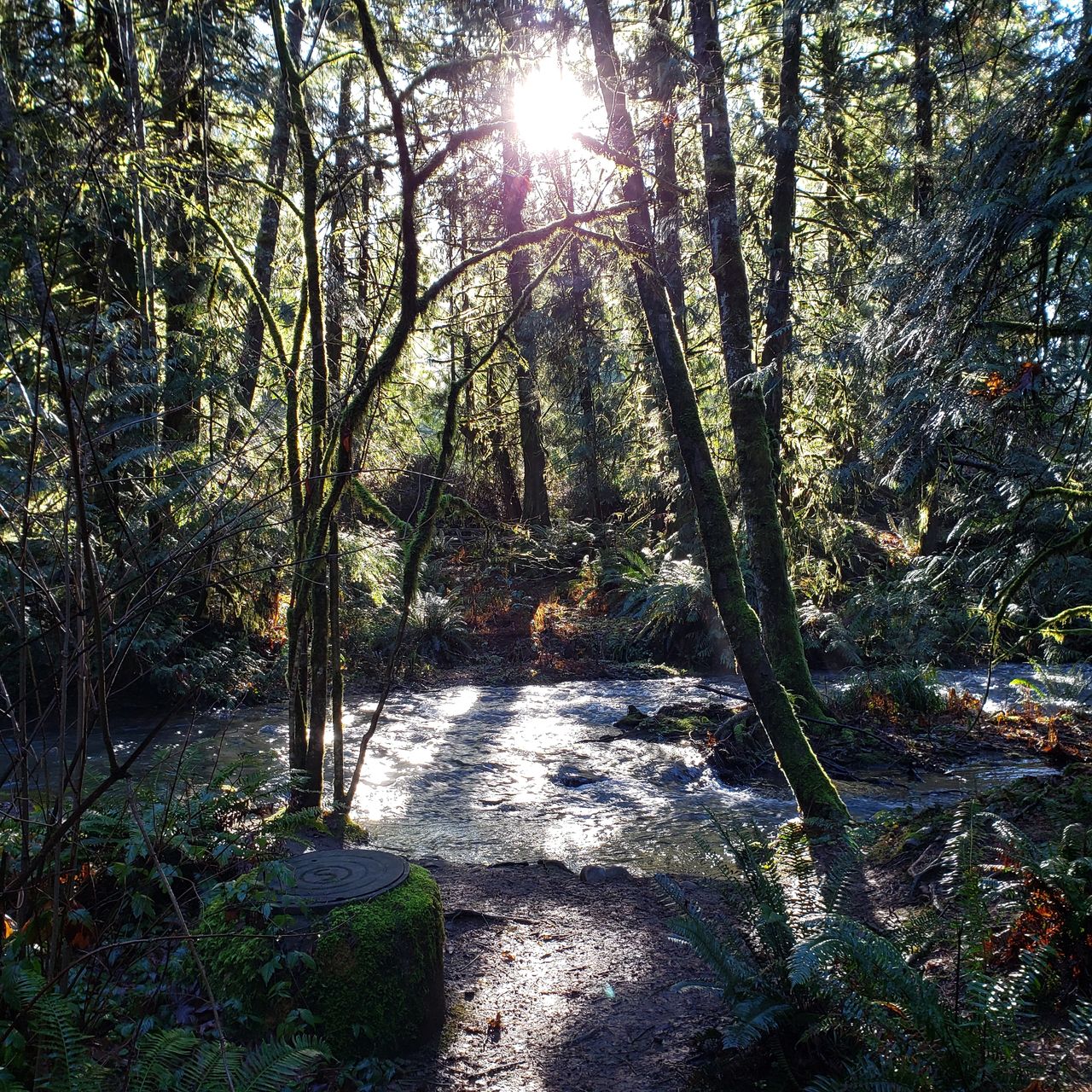 sun shining through trees on water