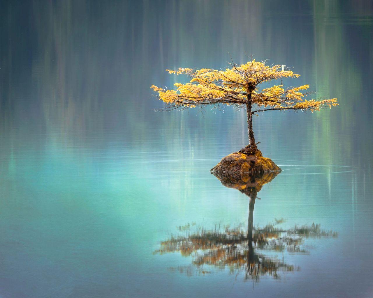 Yellow leafed tree in calm water