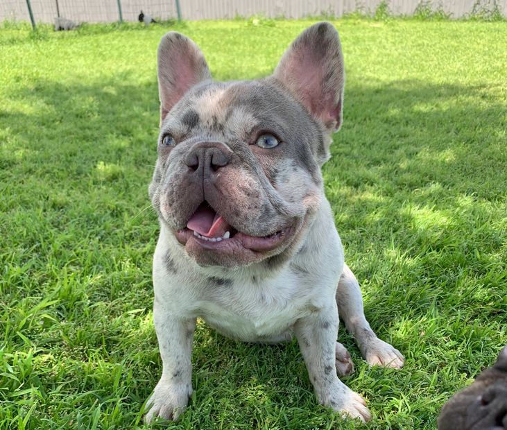 French bulldog stud, Stud Services, frenchie studs, Dallas Texas, Fort