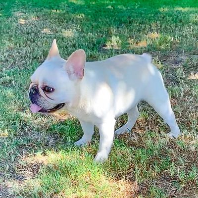 French & English Bulldog Puppies for Sale in Oklahoma by Cowtown