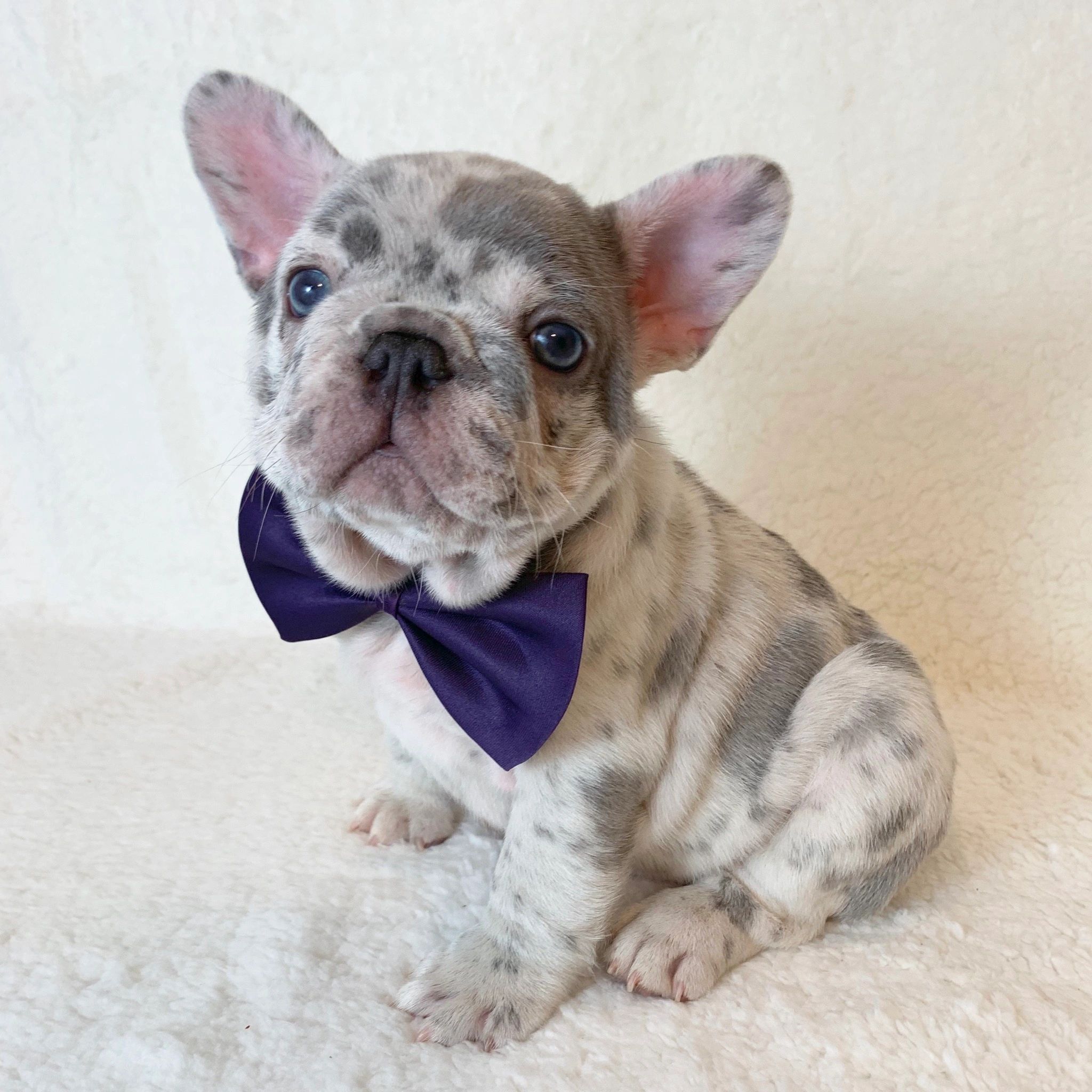 French Bulldog Breeders In Texas French Bulldogs For