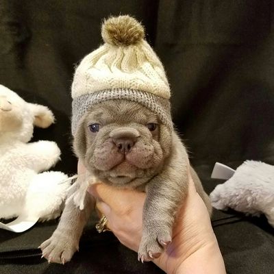 lilac French bulldog, lilac Frenchie, lialc frenchies, Frenchie puppy, French bulldog puppy