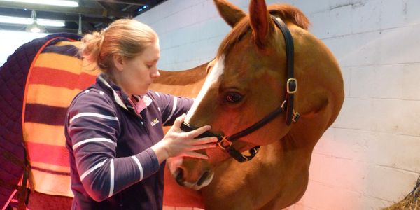 Equine osteopathy for horses