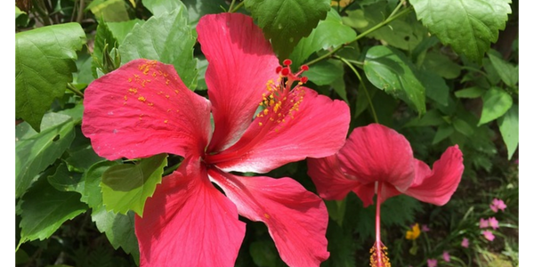 Bright pink hibiscus flowers surrounded by green leaves.