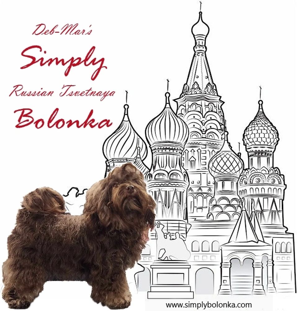Simply Bolonka A Preservation Breeder