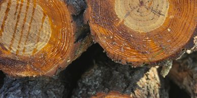 Close-up of freshly cut tree logs showing growth rings and bark texture.