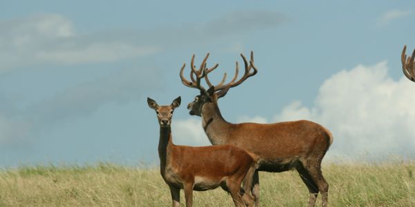 Red Stag