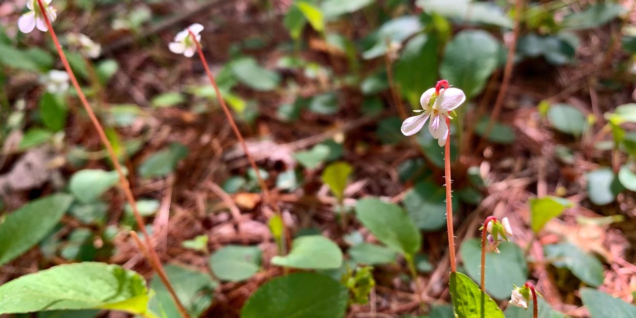 History of fonta flora