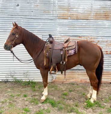 a brown horse with white socks featuring a western saddle, sold by Elite Auctions in Texas