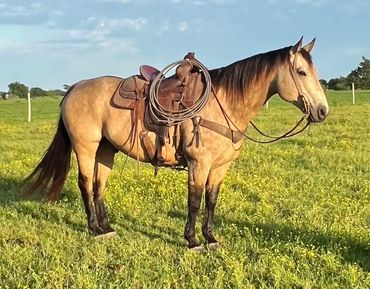 Brown horse with dark brown legs and mane with a western saddle and rope for ranch or rodeo on grass