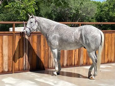 a light gray horse tied off to a wood fence sold by Elite Auctions