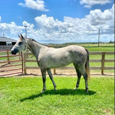 A buckskin horse in a green pasture on a Texas ranch sold by Elite Auctions